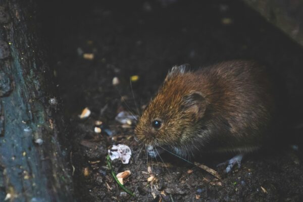 Leptospirosis adalah