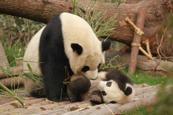 panda parenting