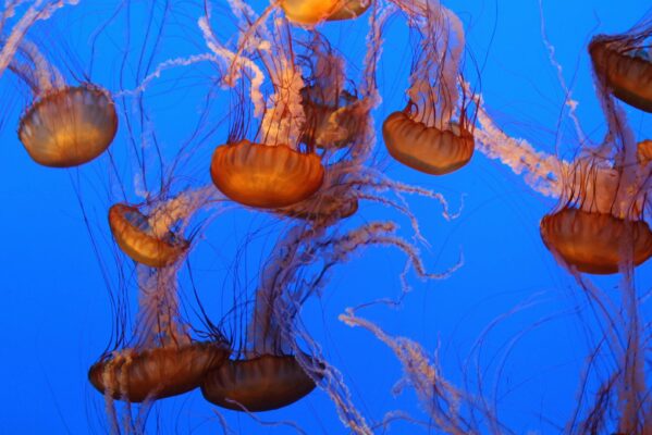 Jellyfish Parenting