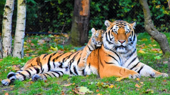 tiger parenting