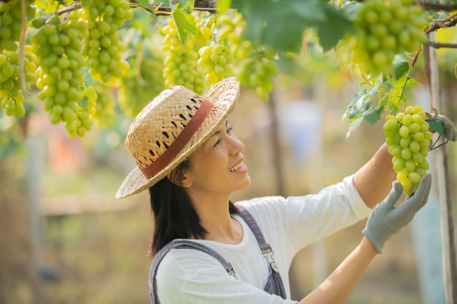 anggur shine muscat berbahaya